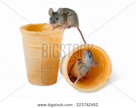 closeup the mouse (Apodemus agrarius) sits on top of empty wafer cone and lookis at camera. Second mouse  inside another empty wafer cone and looks at first mouse. isolated on white
