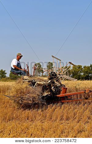 ROLLAG, MINNESOTA, Sept 2, 2017: An unidentified operator of an old grain binder is field demonstrating at the annual WCSTR farm show in Rollag held each Labor Day weekend where 1000's attend.
