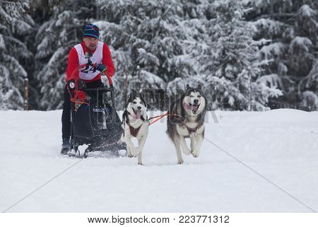 Tihuta Pass, Romania - January 20, 2018: Unidentified competitor racing during International Sleddog Race  II. Edition on January 20, 2018 in Tihuta, Romania.