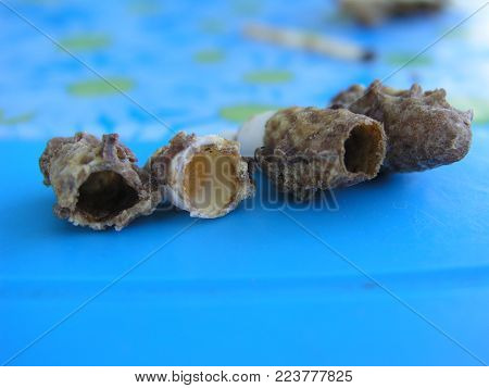 Quilted queen bees on the frame. Errors in the breeding of queen bees. Plastic cups for queen cells. Destruction of the larvae of queen bees