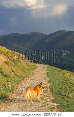 Dog in Aloña mountain in Oñati in the Basque Country