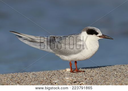A Forster's Tern in non-breeding plumage on a beach in Florida with a blue ocean background