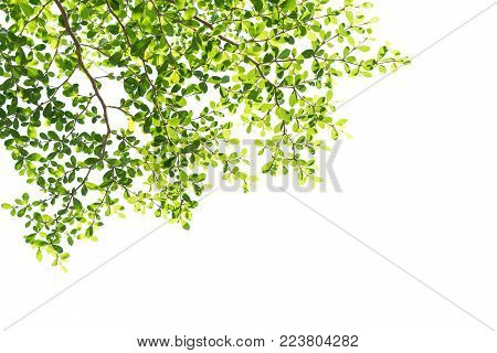 Tree branch with green leaves isolated on white background