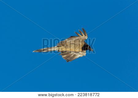 side view natural juvenile bearded vulture (gypaetus barbatus) in flight, blue sky