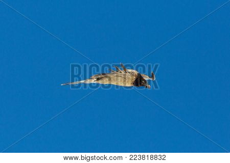 side view natural juvenile bearded vulture (gypaetus barbatus) flying, blue sky