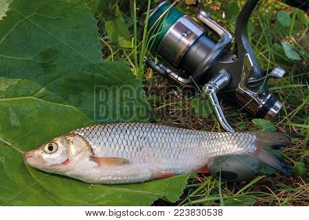 Single Freshwater Fish Common Bream On Natural Background..