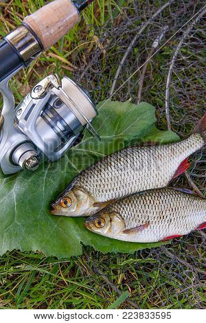 Two Freshwater Bullhead Fish Or Round Goby Fish Just Taken From The Water On Gray Stone Background A