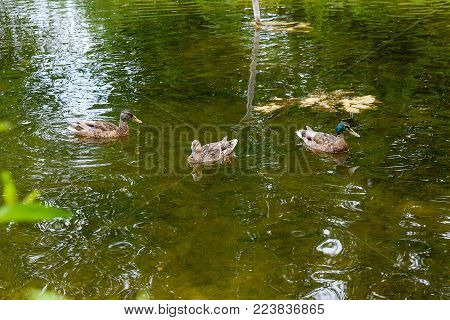 Group Of Mallard Ducks Floating On A Pond At Summer Time.
