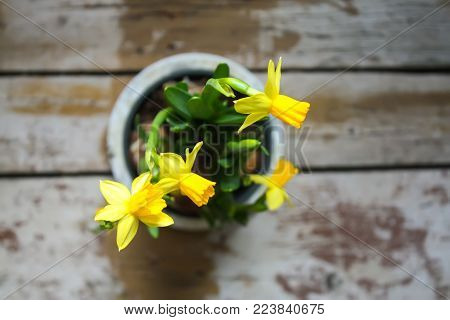 Yellow spring narcissus flowers growing in a pot.