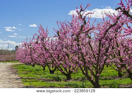 Blossoming peach tree in Aitona, a beautiful town in Catalonia, Spain. Flowers sprout during the spring and the landscape is transformed. The fields flowered transmit sensations positive and of hope.