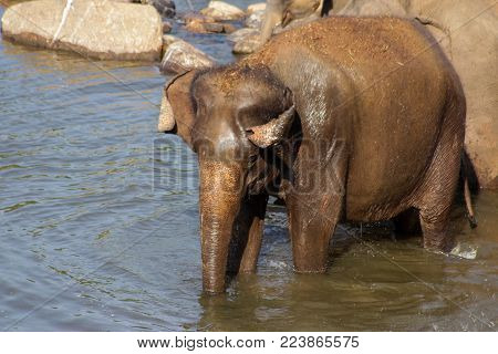 Sri Lanka, Pinawella Cattery. Elephants are bathing and washing in the river, among brown stones