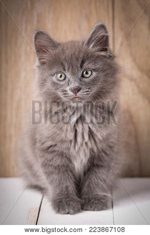 Photo Of Funny American Bobtail Cats On Wooden Background