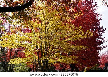 Golden and red maple leaves on the tree.