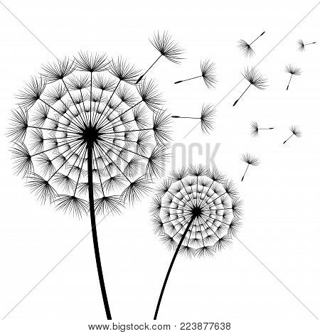 Beautiful stylish nature white background with two stylized black dandelions blowing isolated. Floral trendy wallpaper with summer, spring flowers and flying fluff. Modern backdrop, vector