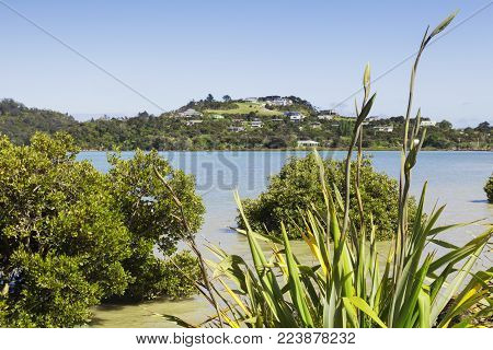 A view over New Zealand native flax and New Zealand mangrove to the town of Coromandel in the Coromandel Peninsula, New Zealand. Focus on flax.