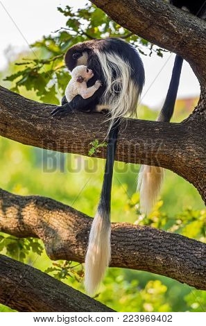 Mantled guereza also known as Colobus guereza hugging its baby