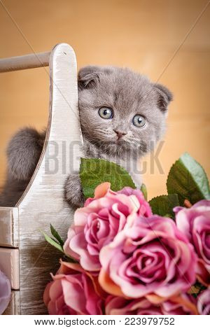 Scottish Kitten. Cat At Home. Scottish Fold Cat. Siting In Box Cat. Playful Gray Color Scottish Fold