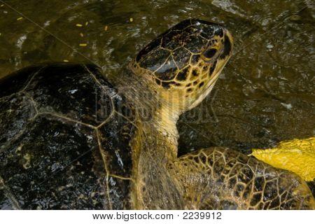 Velké africké želvy