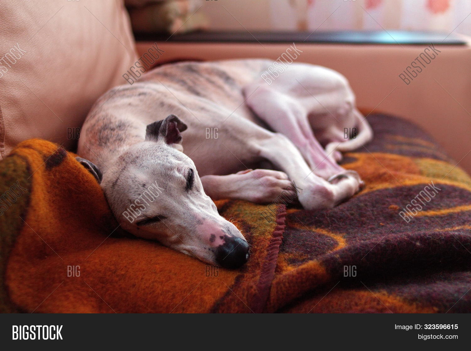 whippet blanket