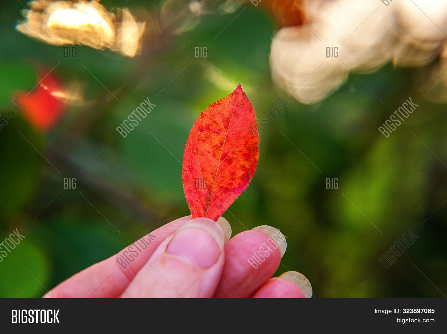 Closeup Natural Autumn Image Photo Free Trial Bigstock