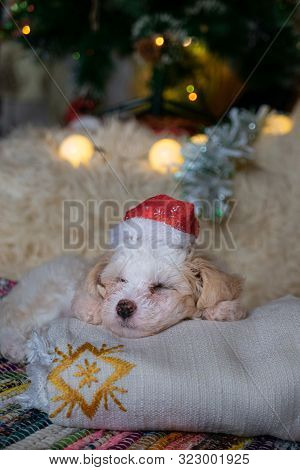 Chinese Crested Powderpuff Dog Sleeps With Chrismas Hat.