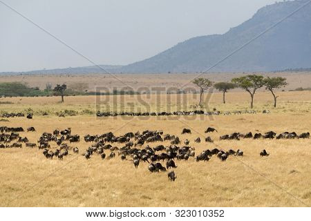 Wildebeest Pack During Great Migration At Masaimara In Africa
