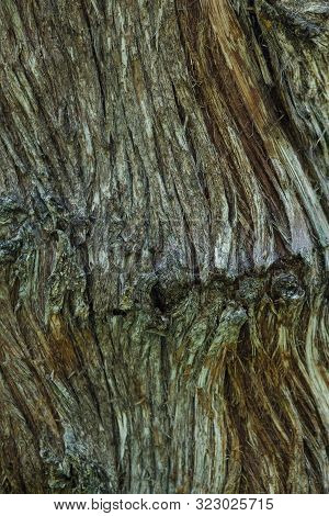 Tree Surface Covered With Bark And Moss