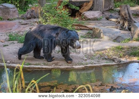 Sloth Bear, Melursus Ursinus, Labiated Bear With Long Lower Lip. Wildlife Animals