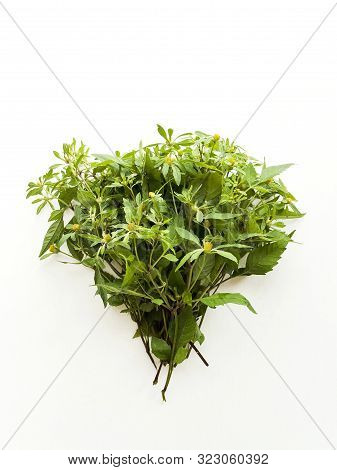 Bidens Herb On White Wooden Background. Shallow Dof.