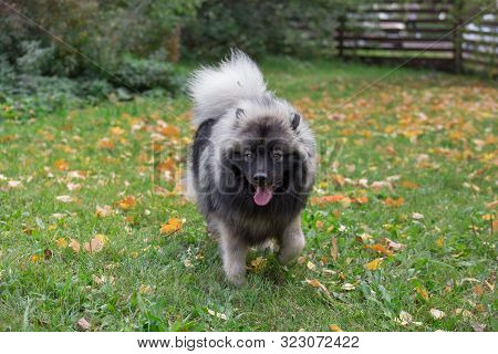 Cute Deutscher Wolfspitz Is Walking On The Grass In Autumn Park. Keeshond Or German Spitz. Pet Anima