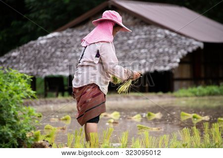 Ban Mae Pan Noi, Thailand - July 1,2019: Karen Hilltribes woman planting rice seedling near Chiang Mai, Thailand.