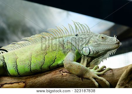 Portrait Of A Green Iguana (iguana Iguana), Also Known As The American Iguana. This Is A Large, Arbo