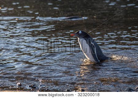 Wet Gentoo Penguin Swimming In Ocean Water At The Barrientos Island, Antarctic