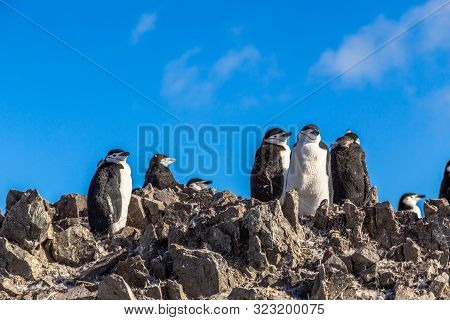 Large Flock Of Chinstrap Penguins Standing On The Rocks With Snow Mountain In The Background, Half M