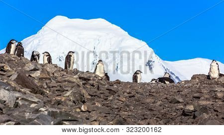 Large Flock Of Chinstrap Penguins Standing On The Rocks With Snow Mountain In The Background, Half M