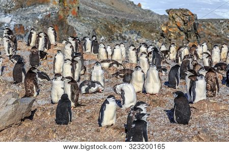 Big Crowd Of Chinstrap Penguins Standing On The Rocks At Half Moon Island, Antarctic Peninsula