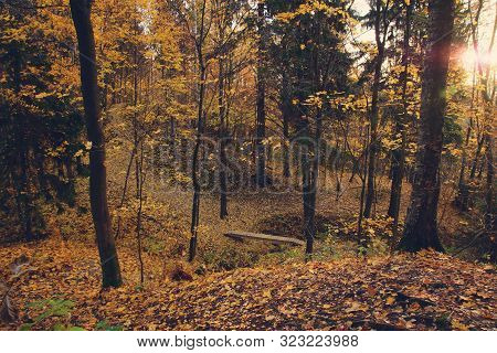 Autumn Park With Fallen Yellow Leaves And Small Hills