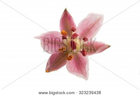 Butomus Umbrella Isolated On A White Background