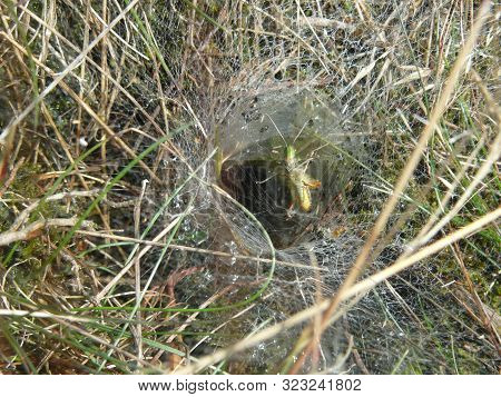 The Intriate Hole Of A Funnel Spider With A Grasshopper Stuck In The Web