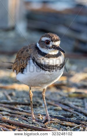 A Killdeer (charadrius Vociferus) Standing On The Ground Searching For Food In Canada. (portrait Vie