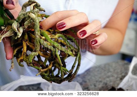 Repotting Orchid With Roots In Woman Hand