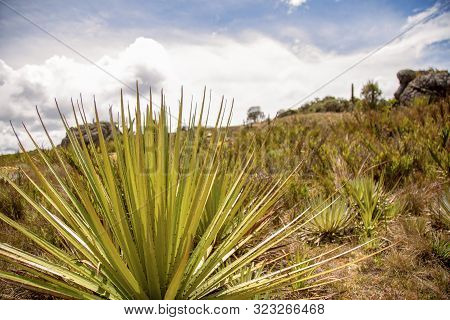 Panoramic View Of The Teatinos Paramo With A Puya Plant In The Foreground. Captured At The Highlands