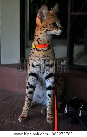 Domesticated Adult Pet Serval Cat (leptailurus Serval).