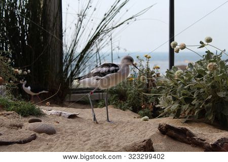 Bird standing in sand in a zoo with thin legs and sharp beak that is bent upwards at the Monterey Bay Aquarium, Monterey Peninsula, CA California