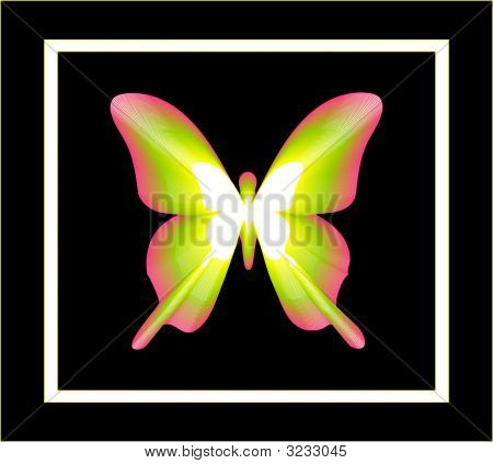 Farfalla