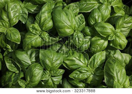 Background Of Leaves Of Fresh Fragrant Basil For Sale In The Market