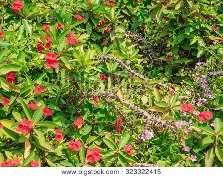 Red Impatiens Flowers Field In The Park At China