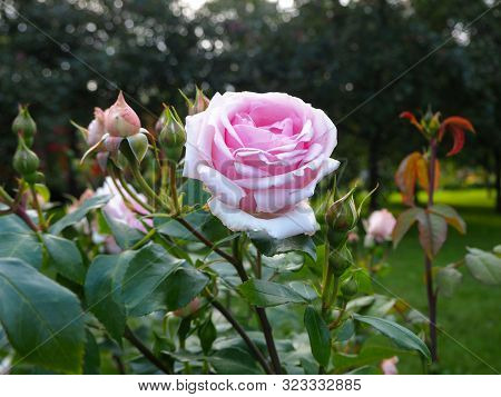 Pink Rose (rosa Odorata, Also Called Tea Rose) On A Green Bush In The Garden With Blurry Background 