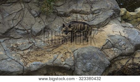 Striped Wild Hyena On Rocks Long Shot