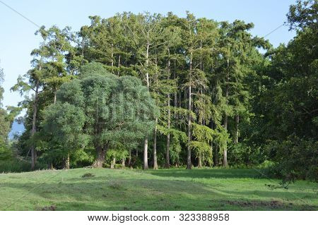 A View Of A Forest Near The Tonga River